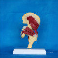 Modelo anatómico del músculo humano de la articulación de la cadera para la enseñanza médica (R040104)
